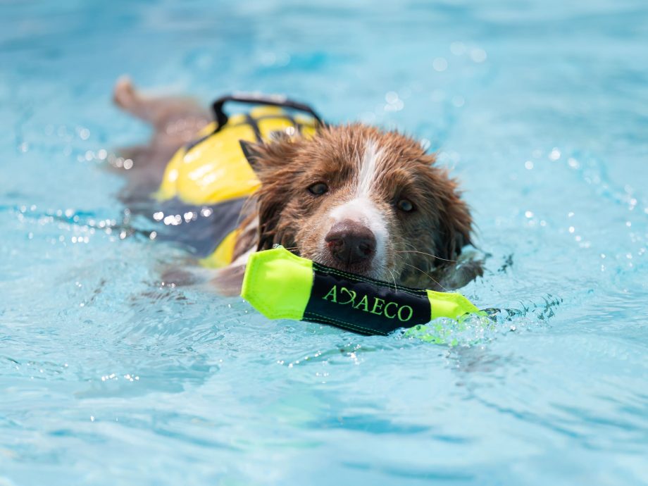 Cane che gioca in acqua con Pippen Mini