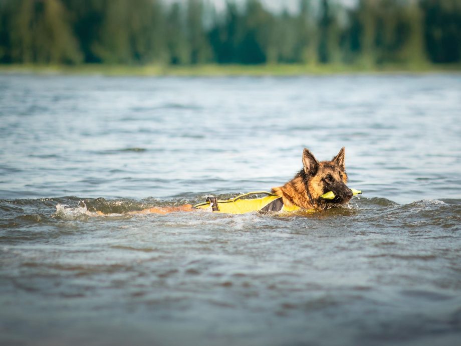Cane che gioca in acqua con Pippen Mini