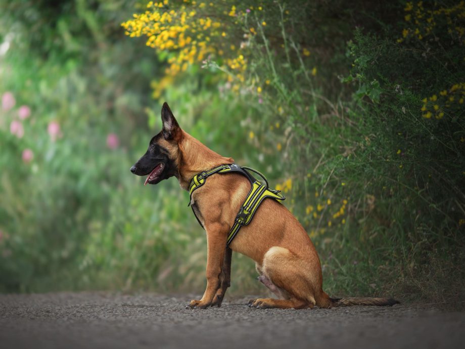 Cane che indossa la Pettorina 4 Season Fit
