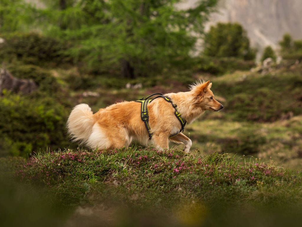 Cane con Pettorina 4 Season Fit