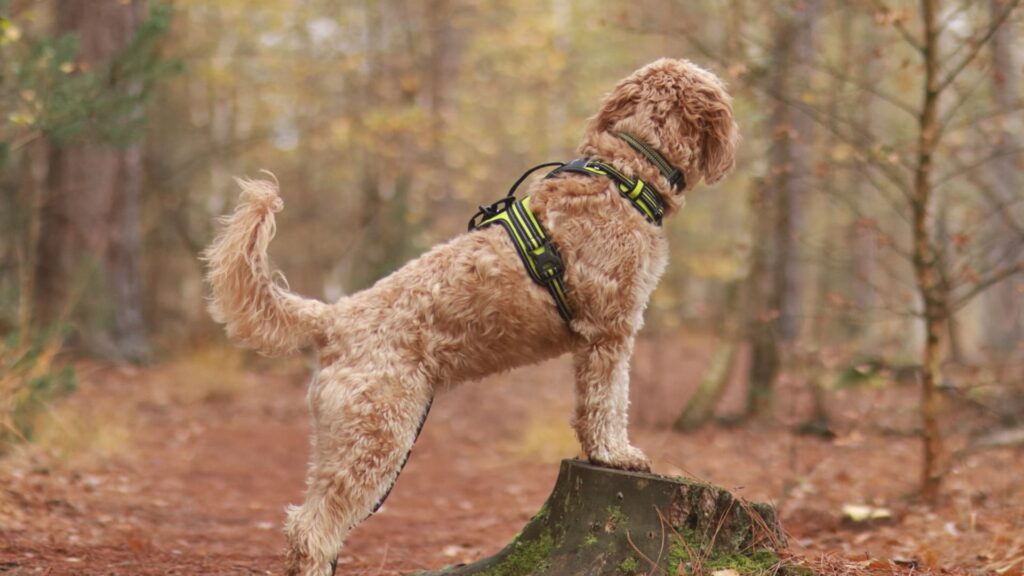 Pettorina 4 Season Fit - Esempio taglia M