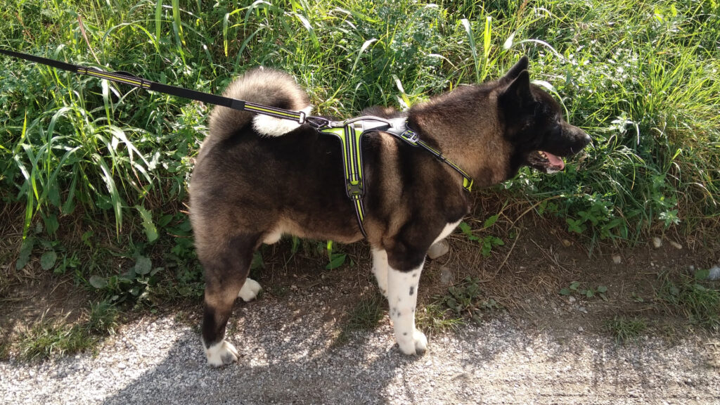 Pettorina 4 Season Fit - Esempio taglia XL