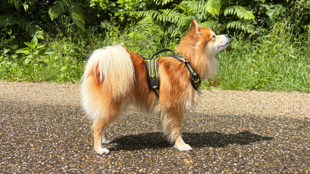 Pettorina 4 Season Fit - Esempio taglia XS