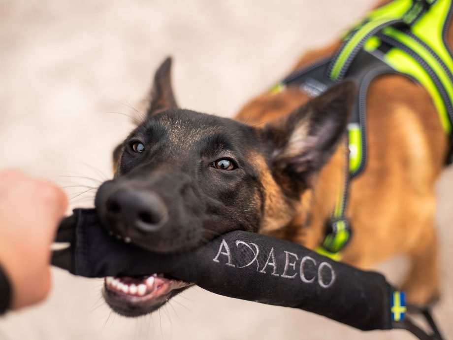 Gioco per cani Pippen K9