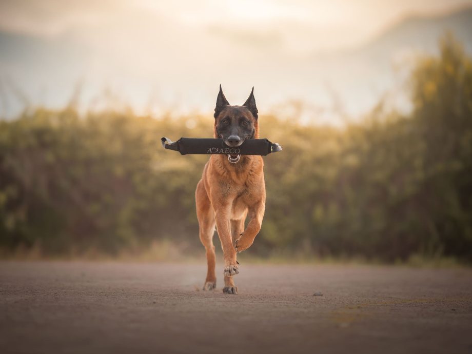 Cane che corre con Pippen K9