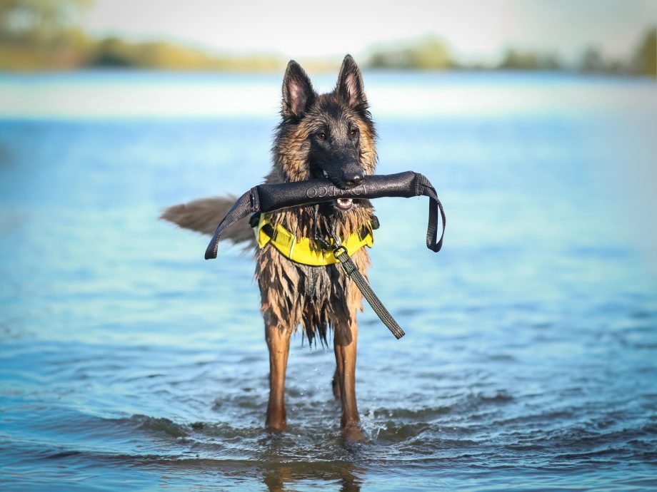 Cane che gioca in acqua con Pippen K9 indossando il giubbotto salvagente AQUA