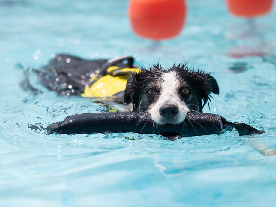 Pippen K9 usato in acqua con il giubbotto salvagente AQUA