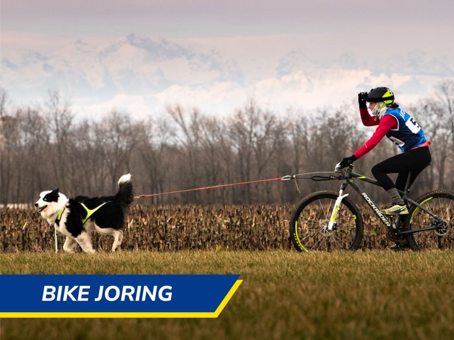 Bike Joring