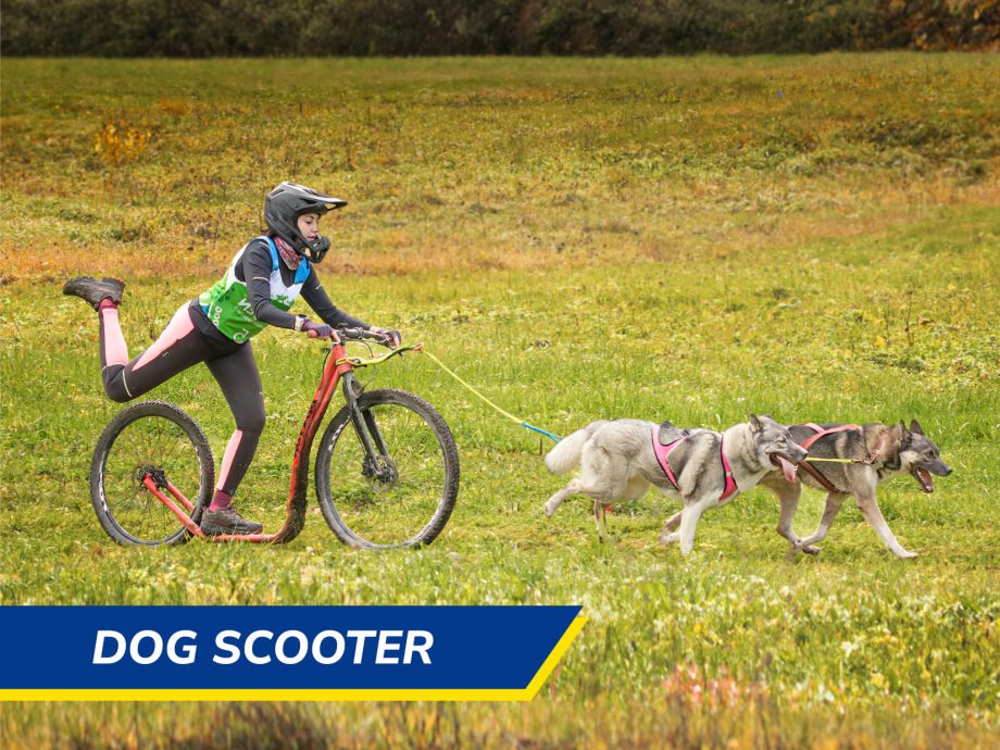 Dog Scooter