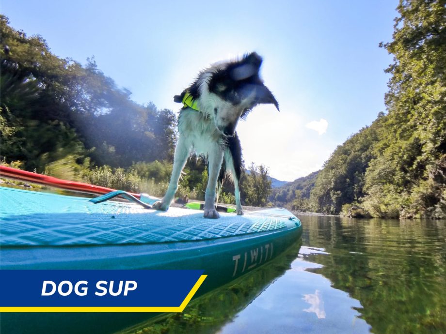 Dog SUP