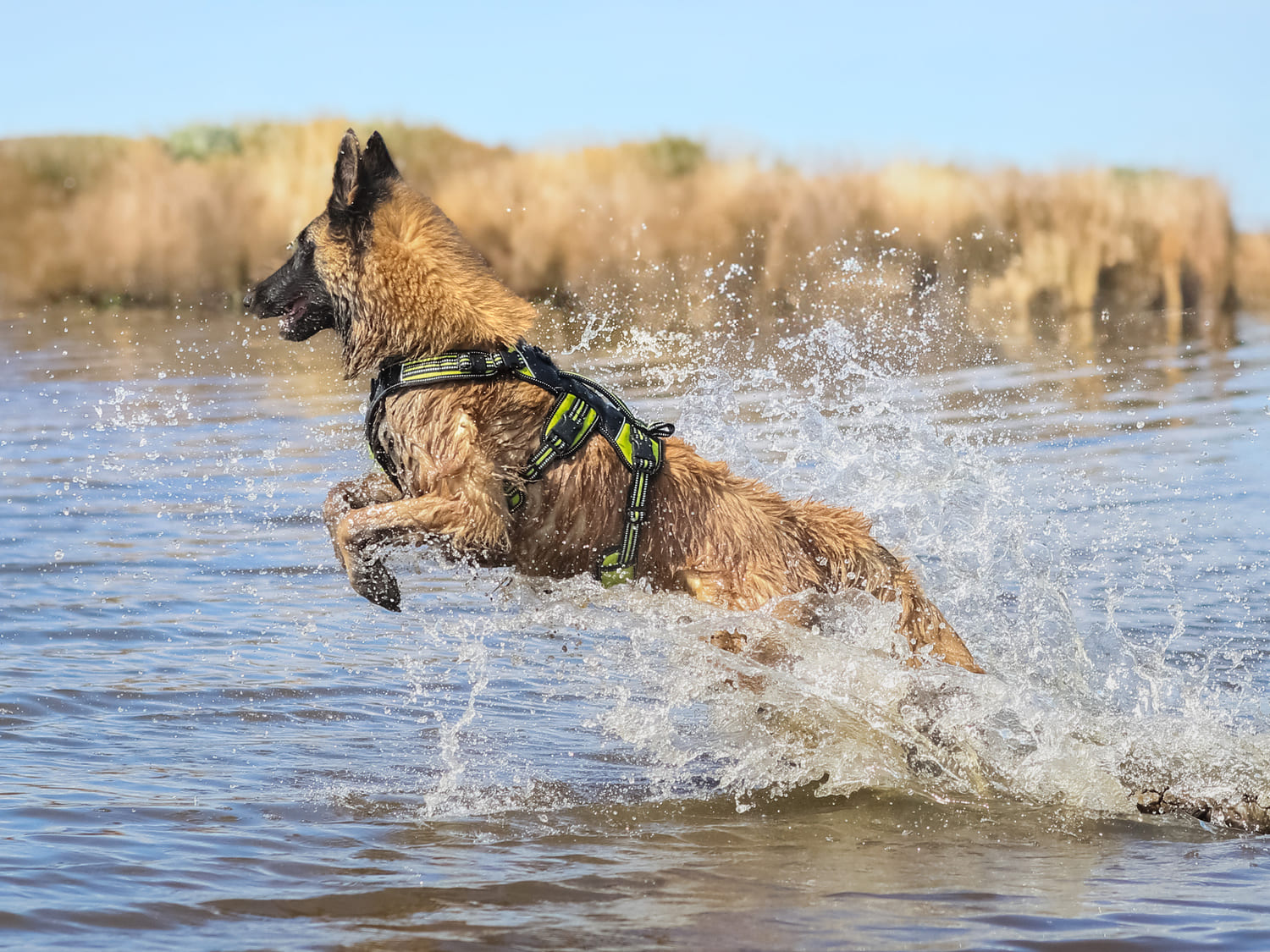 Harness 4 Season Broad Peak