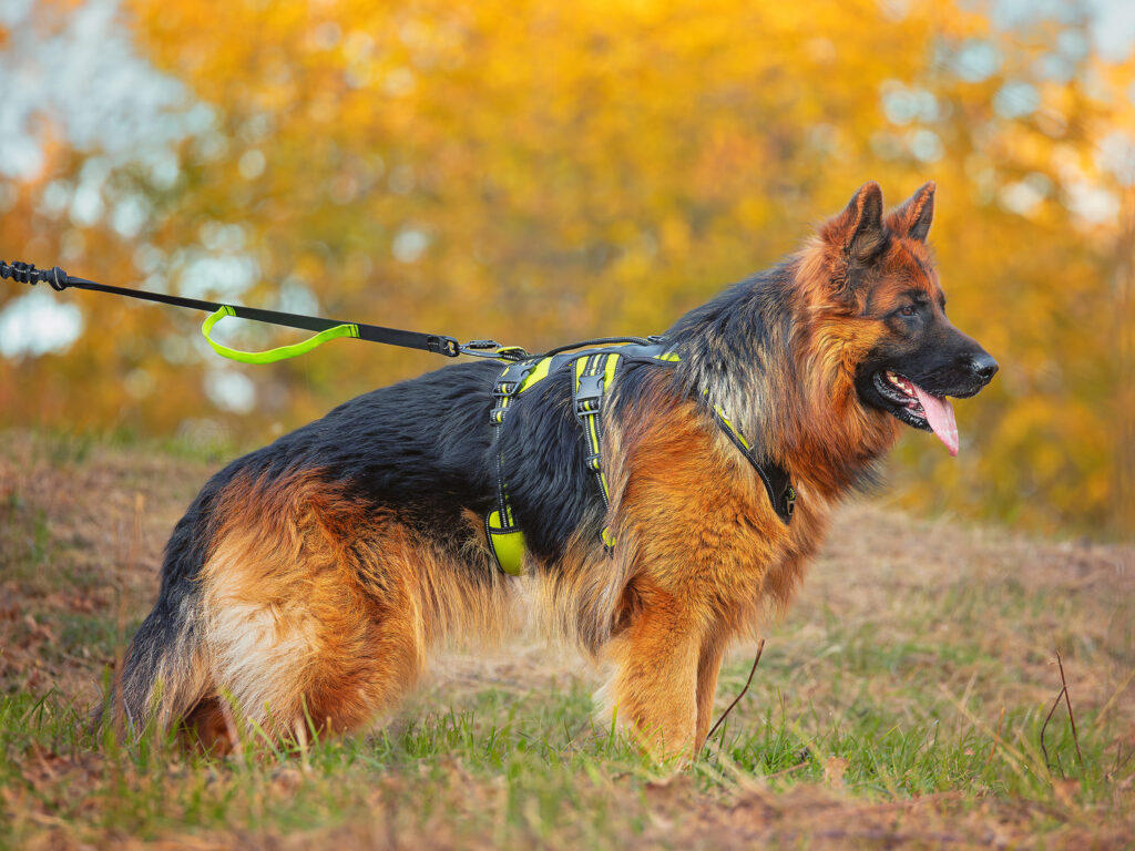 Pettorina 4 Season Broad Peak con il Guinzaglio da Jogging