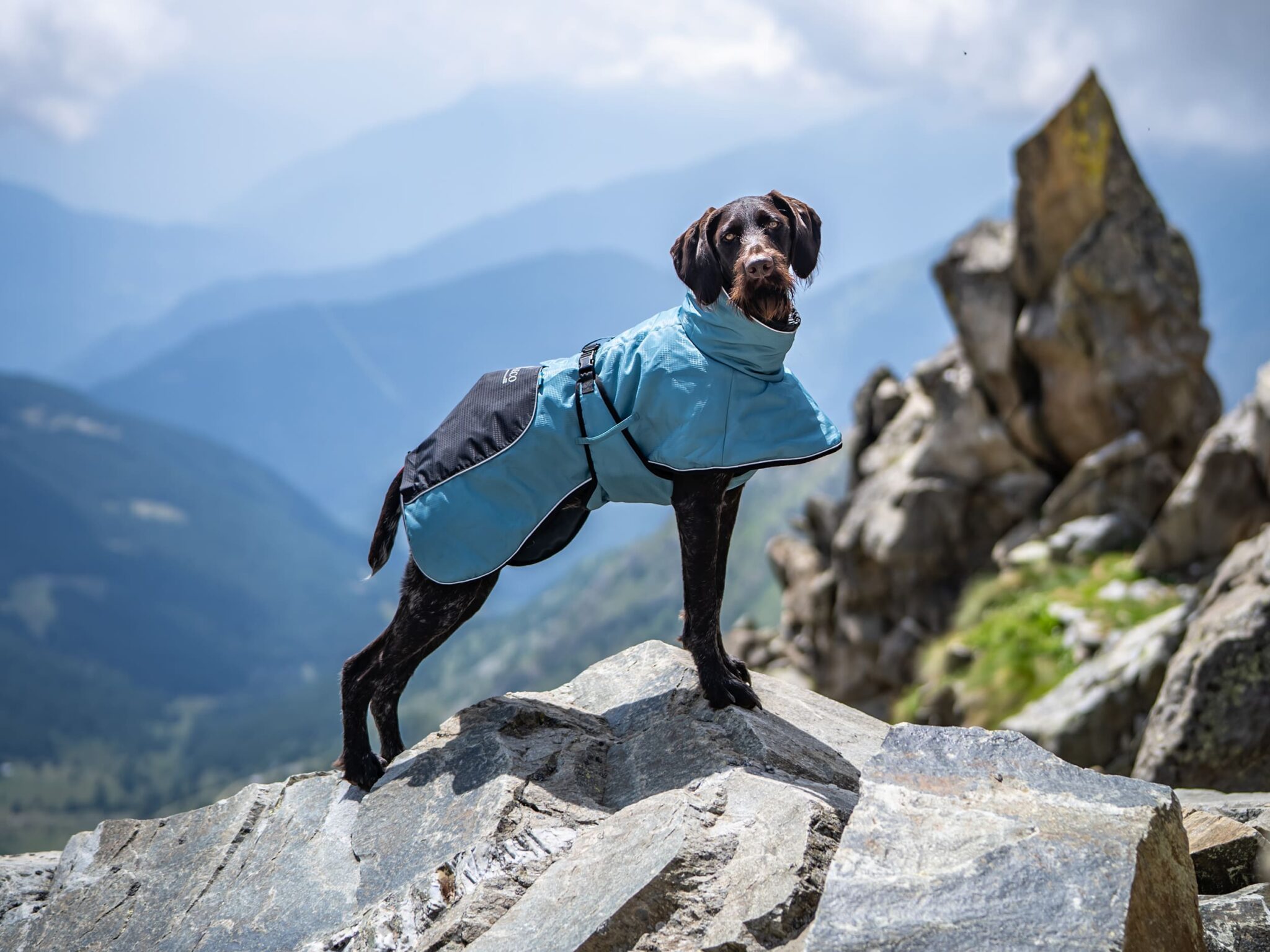 Cappottino Lapland indossato dal cane