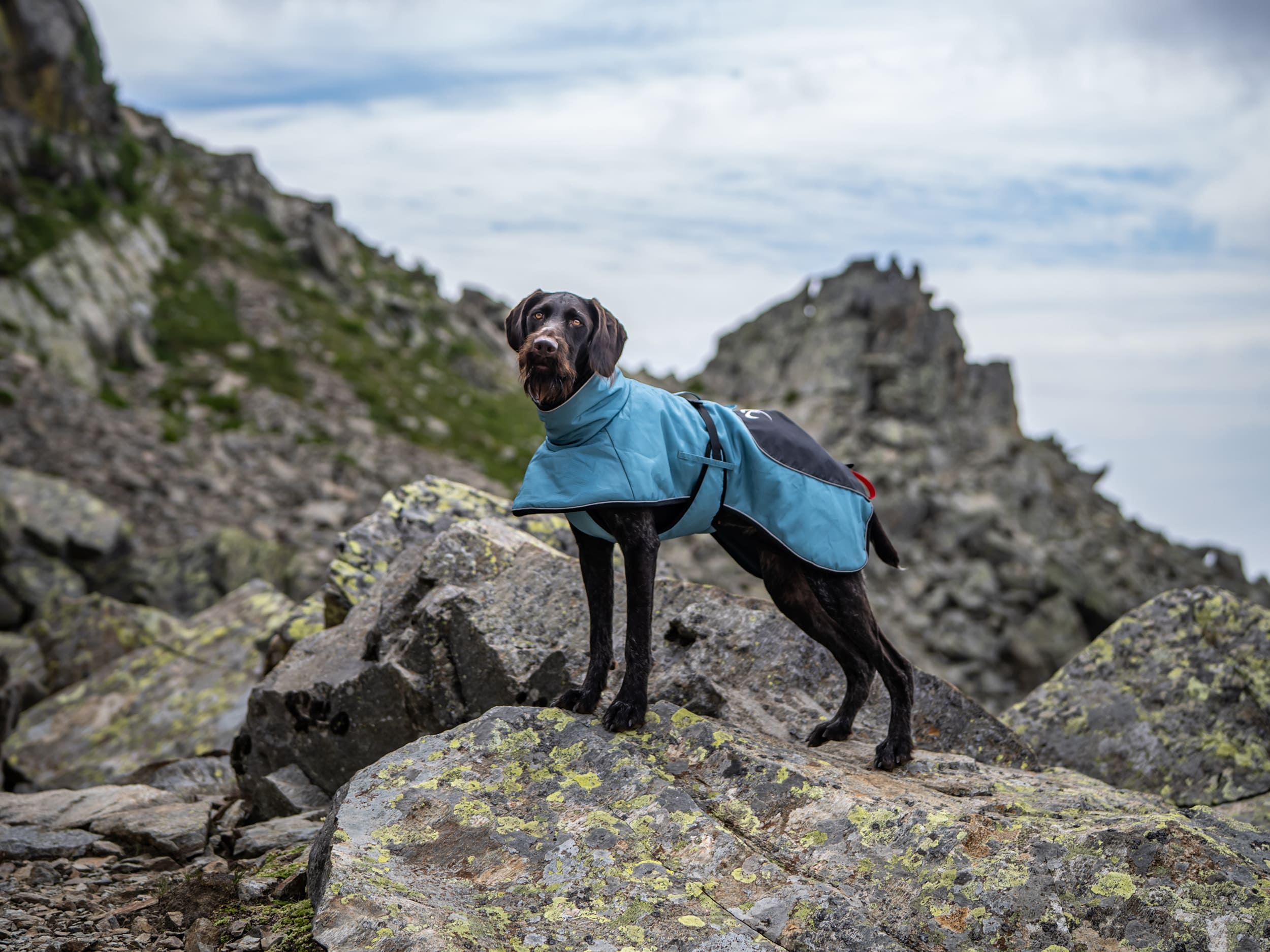 Hundtäcke Lapland på hund