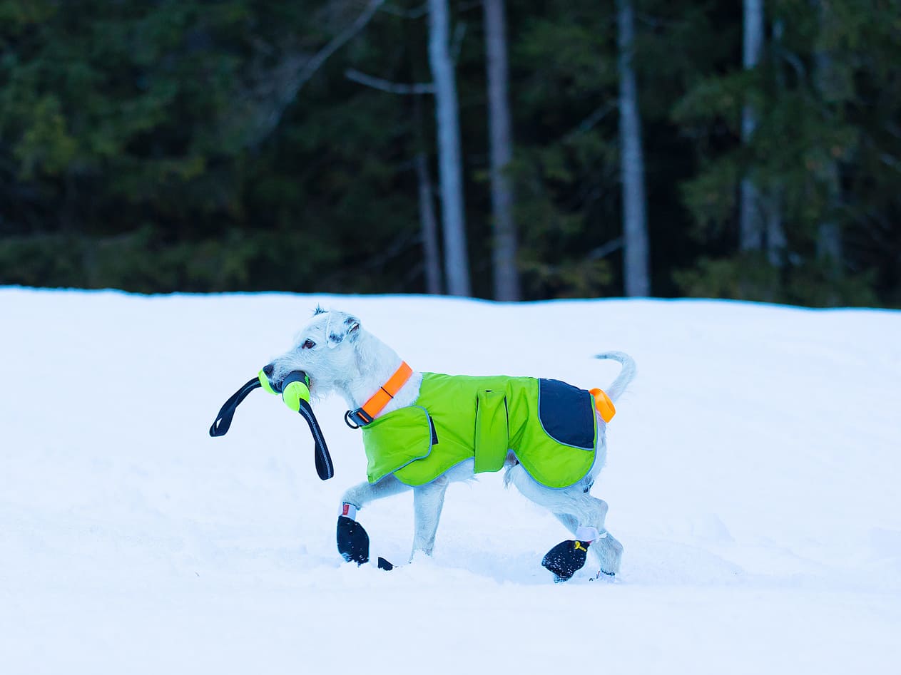 Dog playing with Pippen on snow, wearing Kipmik Booties, Dog Coat IceOlation and Action Collar