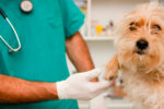 Health and dog care